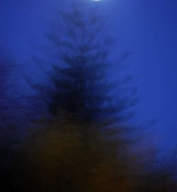 pino noche.jpg