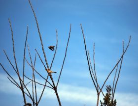 pajaros 1 volando.jpg