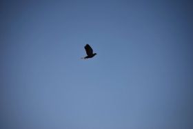 DSC_0239.jpg