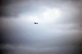 Gaviota I.jpg