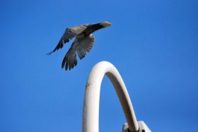 Paloma volando I.jpg