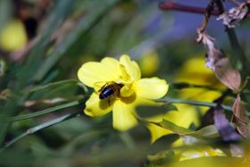 aveja flor amarilla.jpg