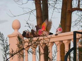 palomas 2.jpg